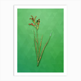 Vintage Gladiolus Cunonius Botanical Art on Classic Green n.0257 Art Print