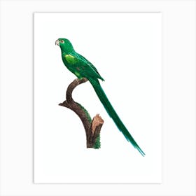 Vintage Long Tailed Parakeet Bird Illustration on Pure White Art Print