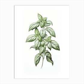 Basil Vintage Botanical Herbs 3 Art Print