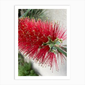 Red Wattle Flower Art Print