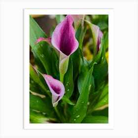 Pink Calla Lily Art Print