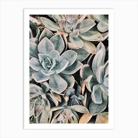 Blue Succulents Art Print