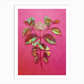 Vintage Common Dogwood Botanical Art on Beetroot Purple Art Print