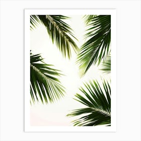 Palm Leaves On White Background 2 Art Print