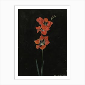 Vintage Red Botanical Art Print