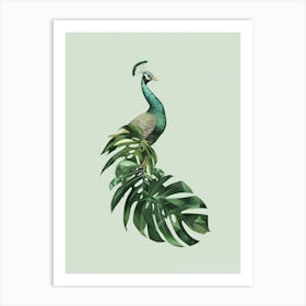 Peacock Canvas Print Art Print