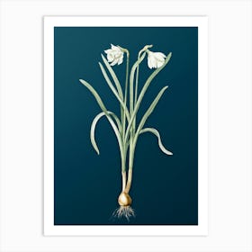 Vintage Narcissus Candidissimus Botanical Art on Teal Blue n.0866 Art Print