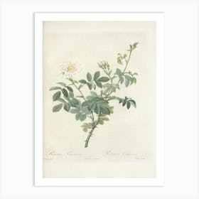 Rose Illustration, Pierre Joseph Redoute (89) Art Print