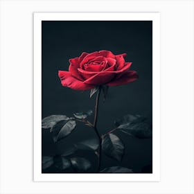 Dark Rose 70 Art Print