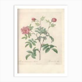 Rose Illustration, Pierre Joseph Redoute (96) Art Print