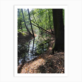 Stream In The Woods Art Print