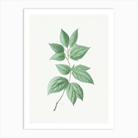 Mint Leaf Illustration 4 Art Print
