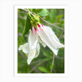 Rose Of Sharon After The Rain - photography Art Print