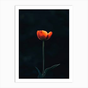 Single Tulip 3 Art Print