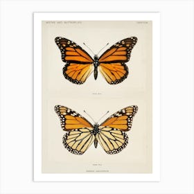 Monarch Butterflies Art Print