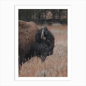 Woodland Bison Art Print