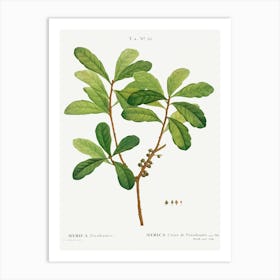 Northern Bayberry, Pierre Joseph Redoute Art Print