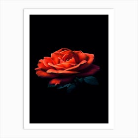 Red Rose 4 Art Print