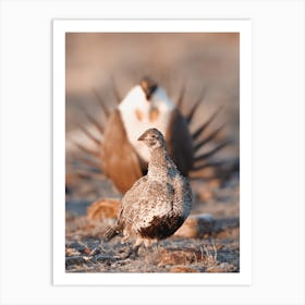 Courting Sage Grouse Art Print