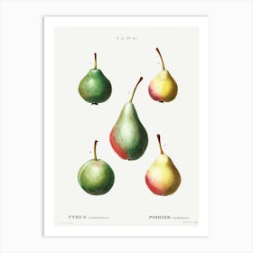 Pear, Pierre Joseph Redoute (6) Art Print