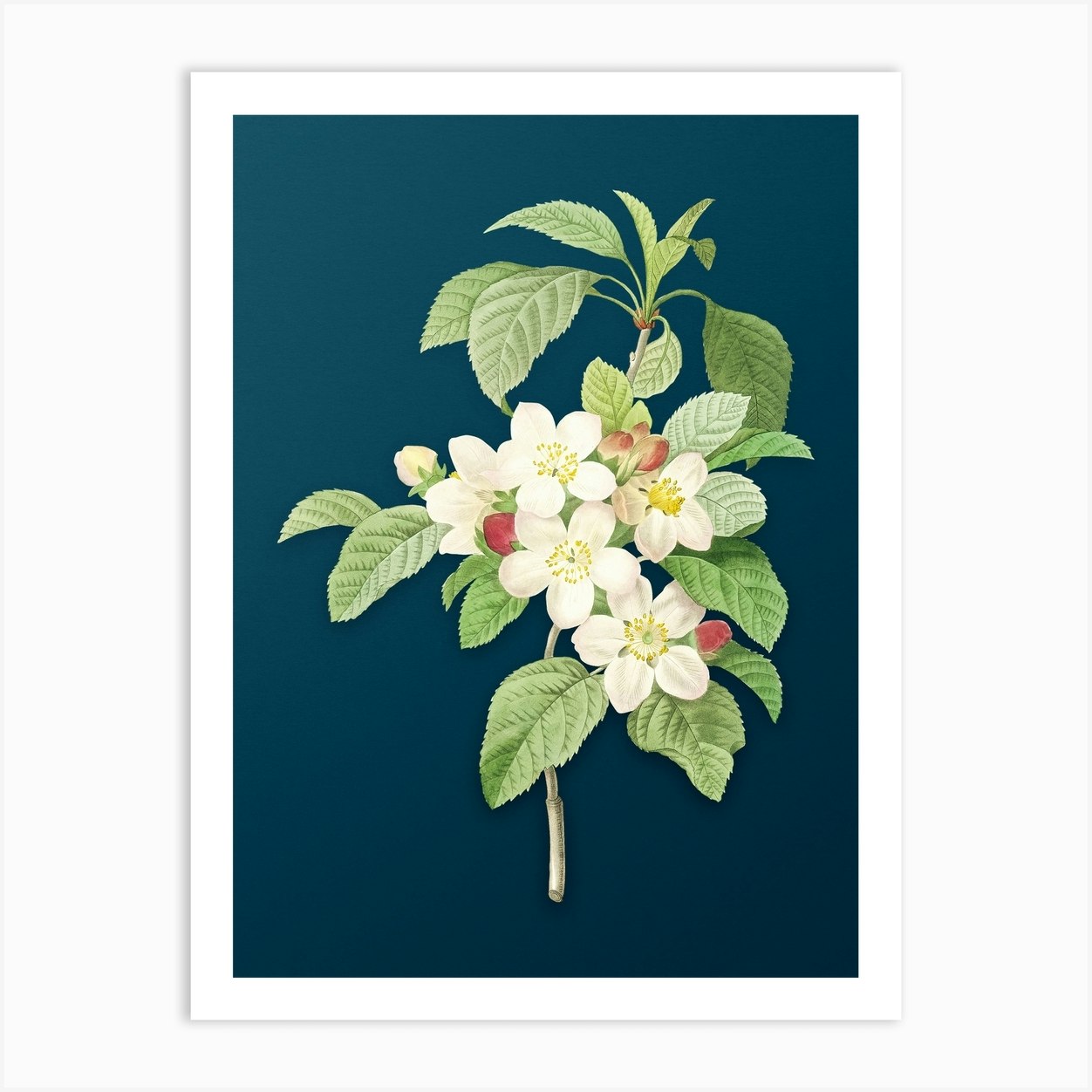 apple blossom botanical drawing