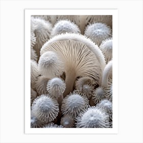 Mushroom Photography 4 Art Print