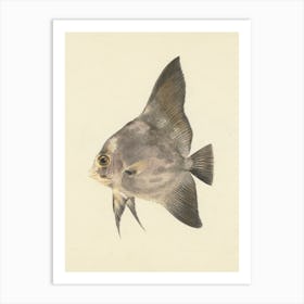 Unidentified Fish, Luigi Balugani (4) 1 Art Print