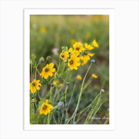 Yellow Wildflowers - Photography Art Print