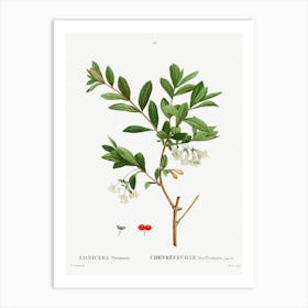 Lonicera Pyrenaica, Pierre Joseph Redoute Art Print