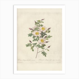 Rose Illustration, Pierre Joseph Redoute (28) Art Print