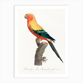 The Sun Parakeet, Male From Natural History Of Parrots, Francois Levaillant Art Print