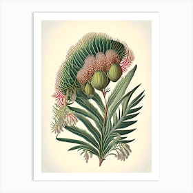 Pincushion Hakea Fern 1 Vintage Botanical Poster Art Print