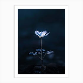 Flower In The Dark 75 Art Print