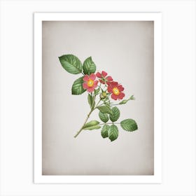 Vintage Redleaf Rose Botanical on Parchment n.0167 Art Print