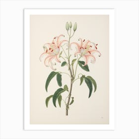 Himeyuri Okinawan Lily 1 Vintage Japanese Botanical Art Print