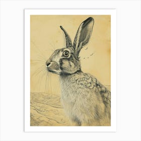 English Angora Rabbit Drawing 4 Art Print