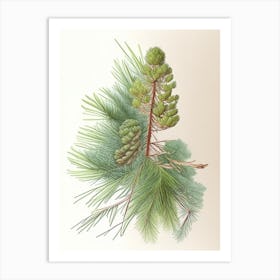 Pine Herb Pencil Colour Art Print