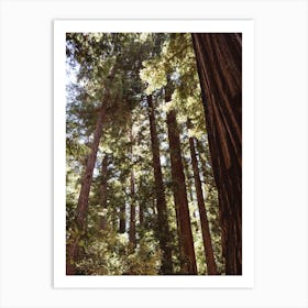 Redwood Forest XII Art Print