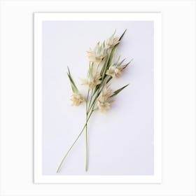 Pressed Wildflower Botanical Art Wild Leek 1 Art Print