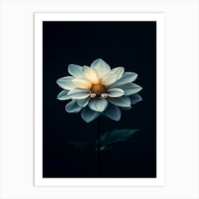 White Dahlia Flower 1 Art Print