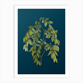 Vintage Jujube Botanical Art on Teal Blue n.0053 Art Print