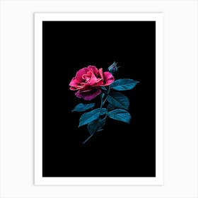 Pink Rose 74 Art Print