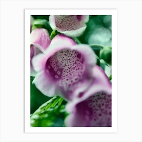 Foxglove Pink Flower (2010) Art Print