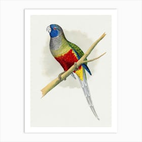 King Parrot Art Print