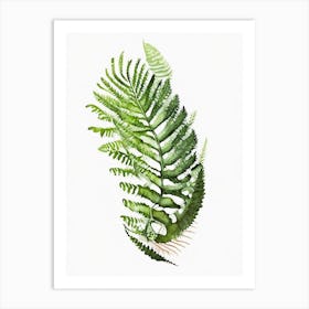 Ostrich Fern Watercolour Art Print