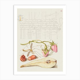 French Rose, Crane Fly, European Filbert, And Common Pear From Mira Calligraphiae Monumenta, Joris Hoefnagel Art Print