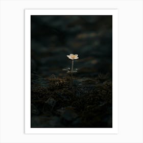 Single Flower In The Dark 23 Art Print