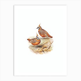 Vintage Rust Coloured Bronzewing Bird Illustration on Pure White n.0461 Art Print