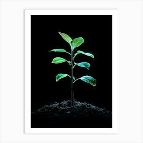 Small Green Plant On Black Background 11 Art Print