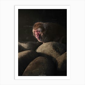 A Primate Monkey Amongst The Rocks Looks Up To Meet The Sun Art Print